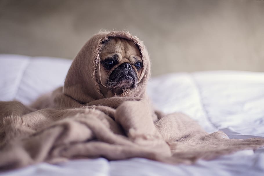 pug, dog, blanket, bed, face, animal, pet, funny, canine, cute
