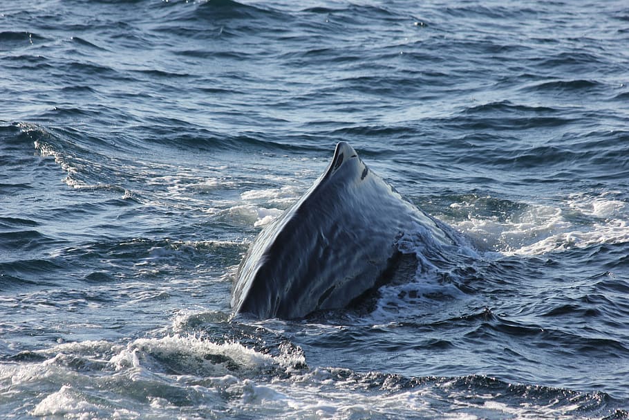 sperm whale, sperm whale back, diving, sea, marine mammals, mammal, norway, norwegian sea, lofoten, one animal