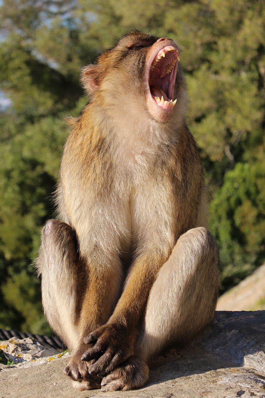 macaco, mamífero, primata, close-up, cabeludo, maxilar, dentes, gritar, ameaças, natureza