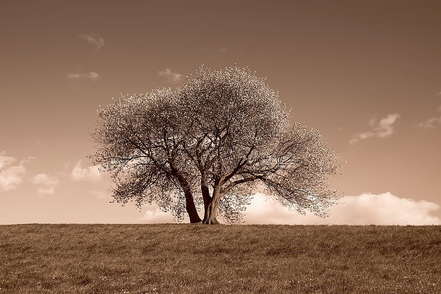 nature, landscape, tree, blossom, contrast heaven-earth, sepia-color, field, land, environment, beauty in nature
