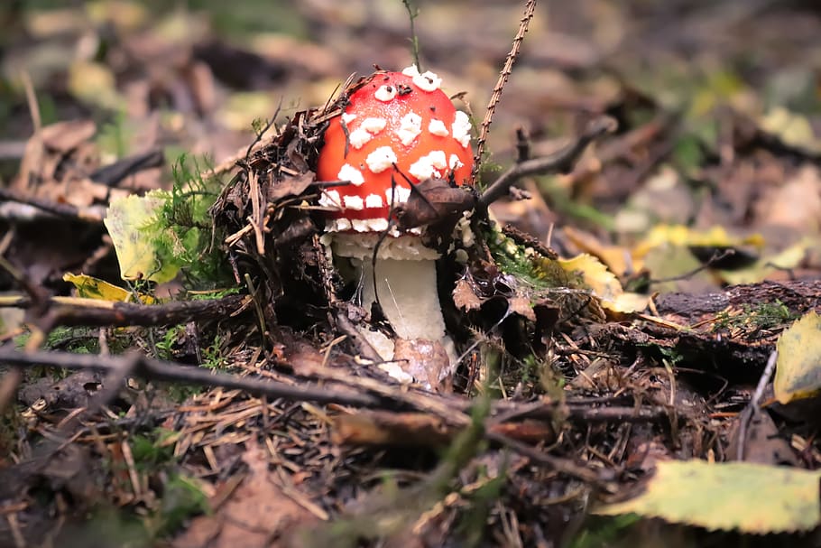 jamur, terbang agaric, musim gugur, hutan, alam, lantai hutan, lumut, terlihat, poin, jamur payung