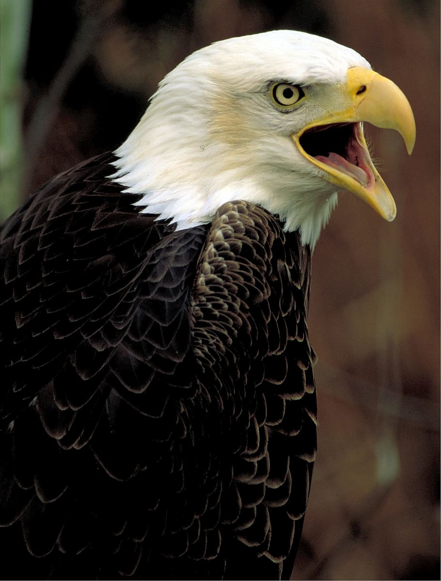calvo, águila, halcón, oferta, animal, agudo, pájaro, temas de animales, vertebrado, ave de rapiña