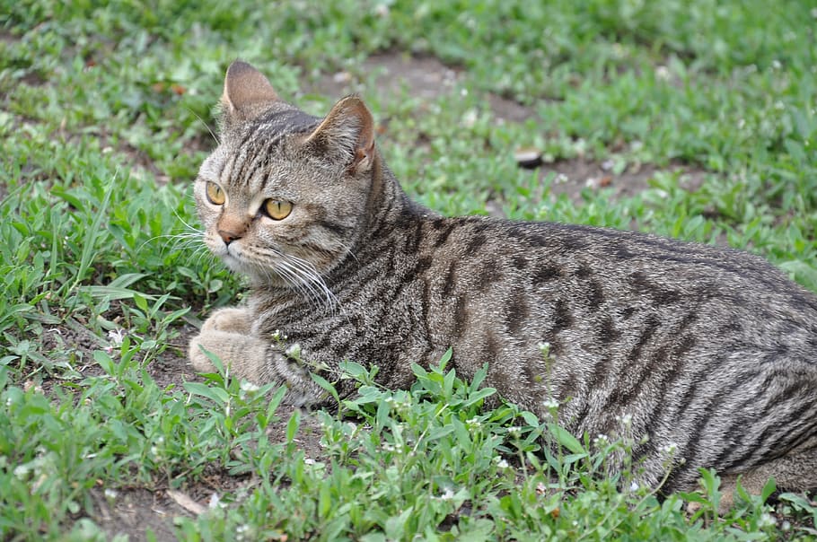 gato, um gato deitado na grama, deitado na grama, o gato está mentindo, gato olhando, o gato está olhando, gato escuro, reflexões de gato, reflexões de um gato, gato calmo