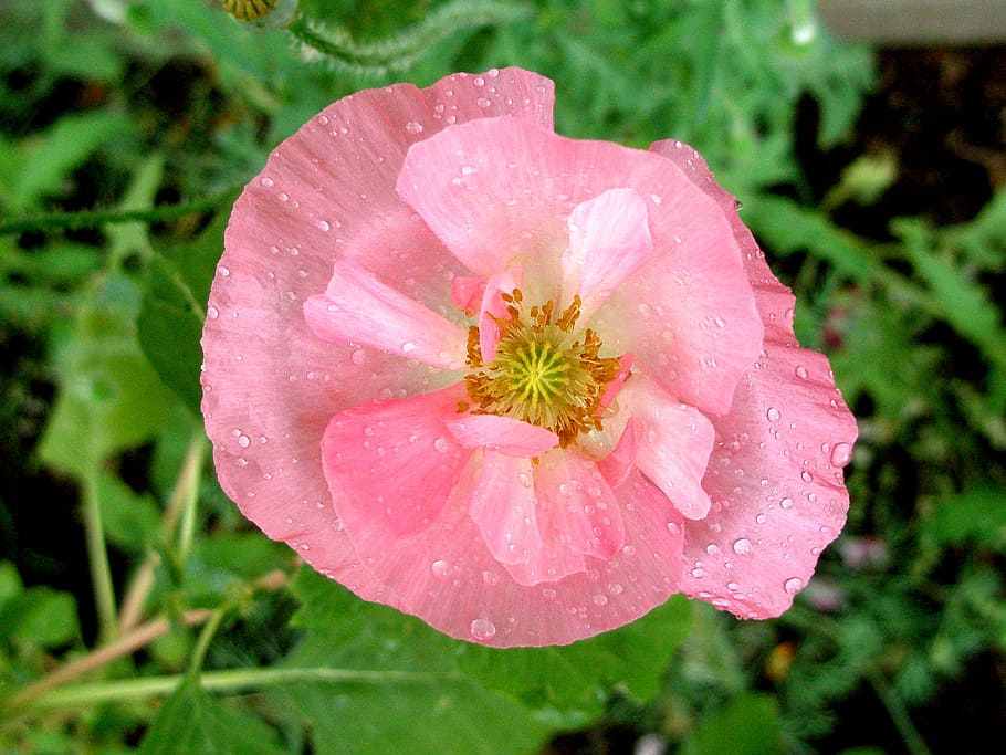 rosa, papoula, pingos de chuva, papoula rosa, flor, chuva, Planta de florescência, frescura, fragilidade, planta
