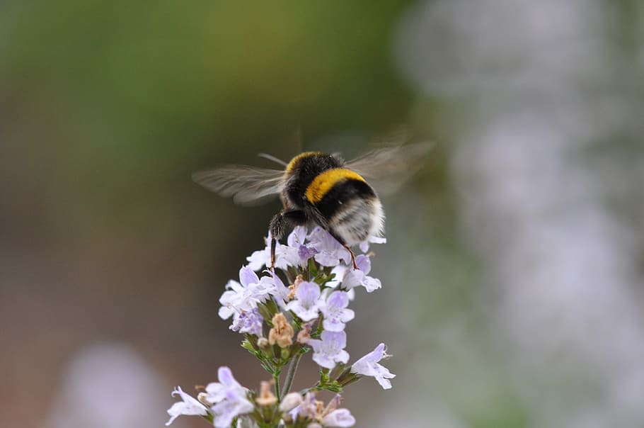 abelha, jardim, flores, percevejo, flor, pólen, néctar, natureza, planta florida, um animal