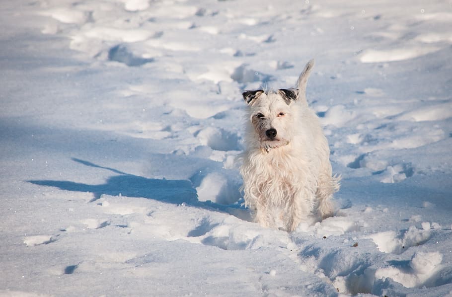 terrier, cão, neve, branco, inverno, animal de estimação, retrato, encantador, raposa manhosa, um animal
