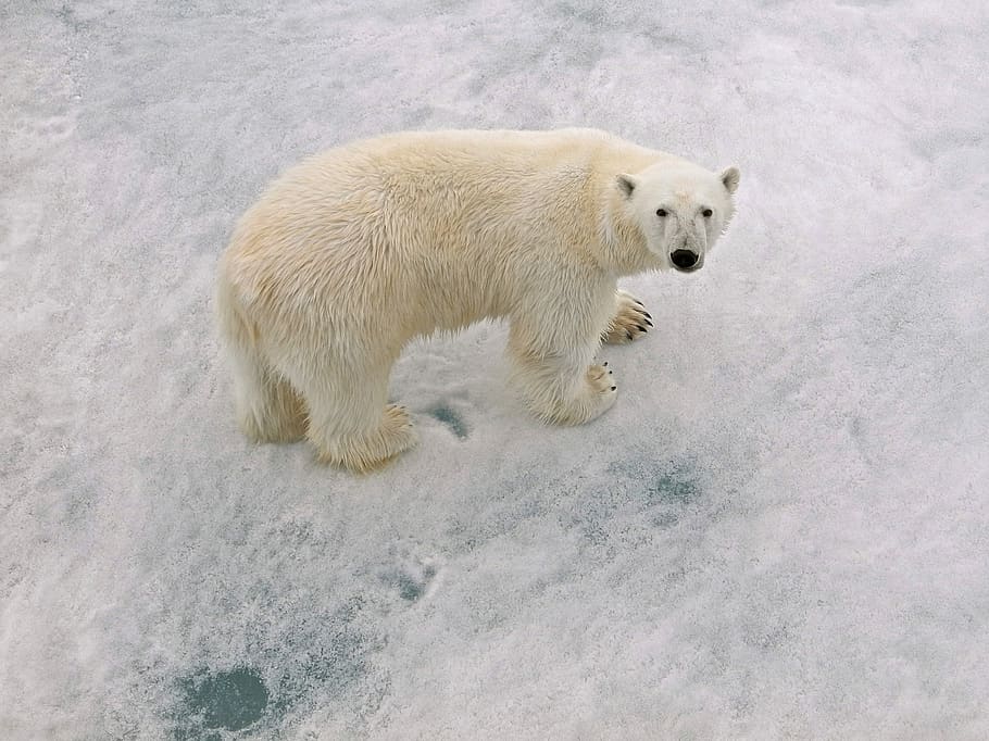 jantan beruang kutub, lingkaran kutub, dengan cetakan kaki, hewan, satu hewan, tema hewan, beruang, mamalia, beruang kutub, salju