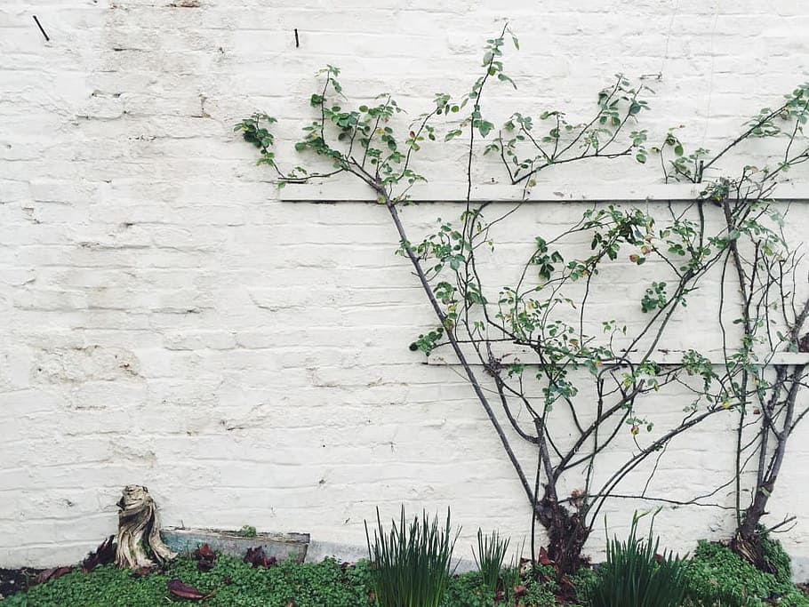 branches, bricks, climbing, gray, green, plants, walls, white, plant, growth
