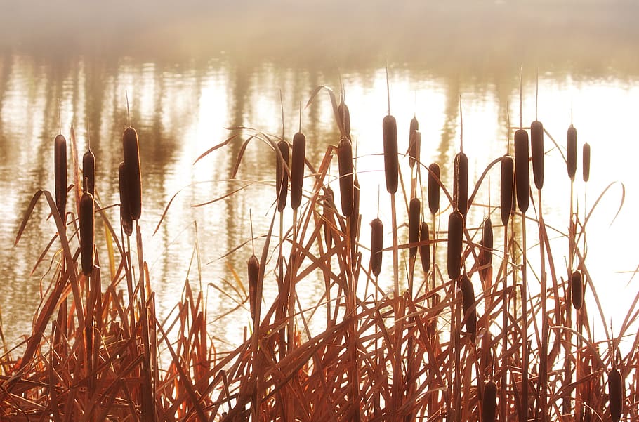 Cattails, reeds, grass, grasses, plants, water, lakes, ponds, rivers, nature