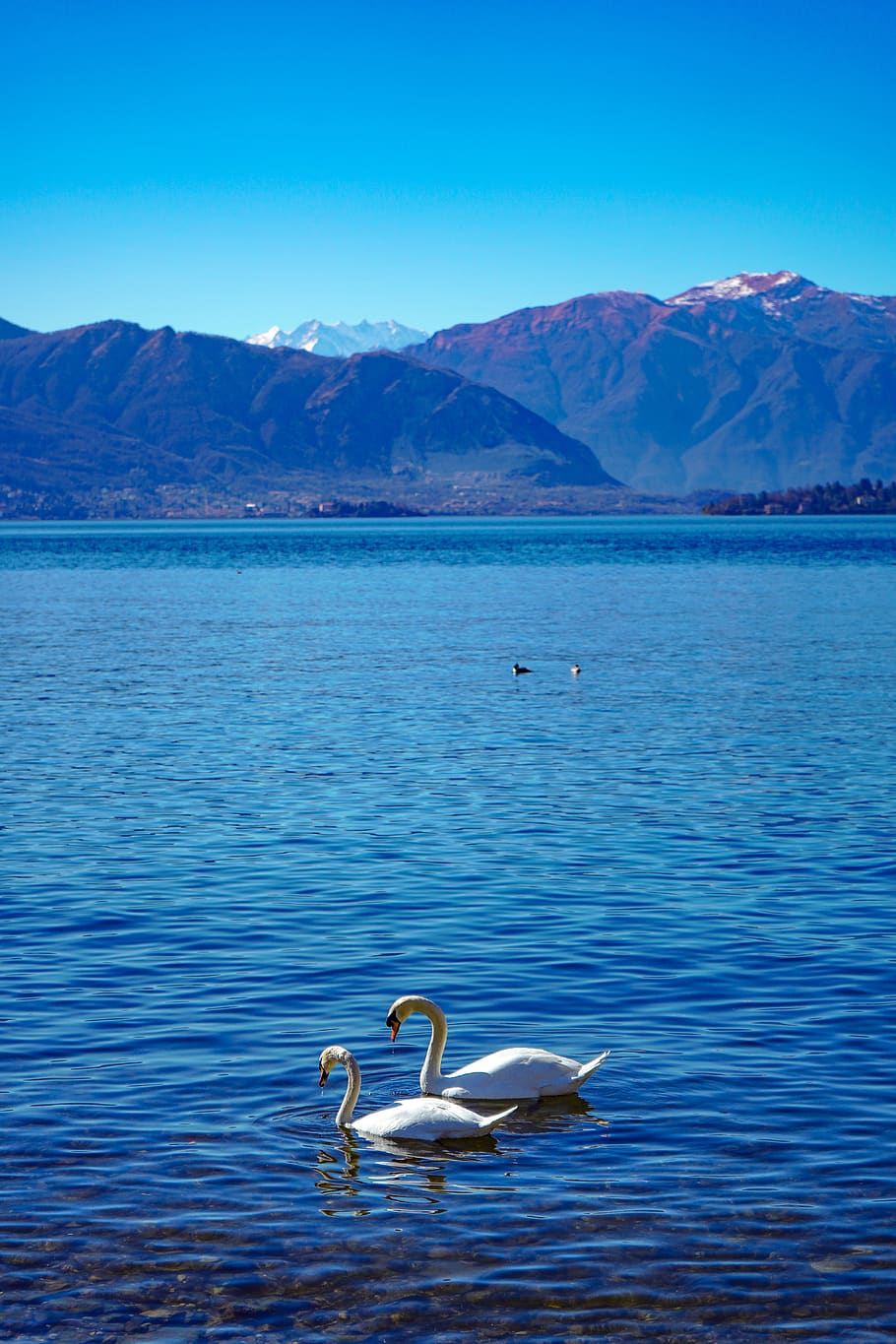 swans, swan, lake, elegance, water, elegant, animal, bird, nature, white