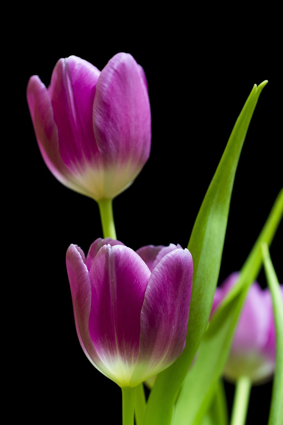 tulip, flower, tulips, spring, holland, flora, spring flowers, colorful, color, bloom