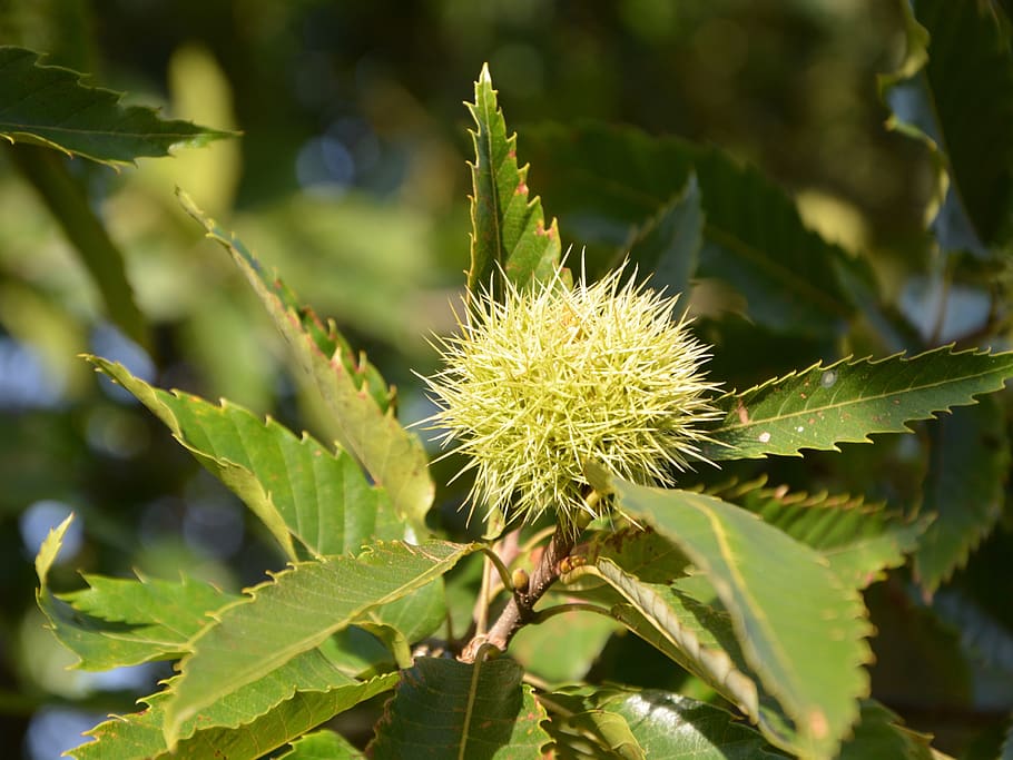 chestnut, bug, thorny, plants, tree, nature, plant, growth, green color, beauty in nature