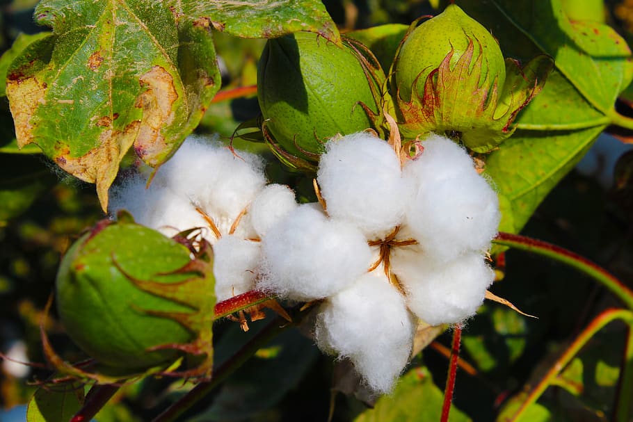cotton, tajikistan, buttermilk, toimiston, plant, growth, close-up, beauty in nature, focus on foreground, nature