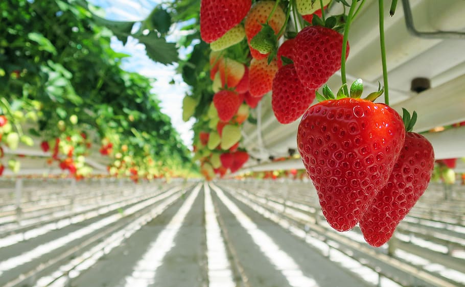 strawberry, strawberries, red, sweet, fruit, nutrition, berries, ripe, vitamins, healthy