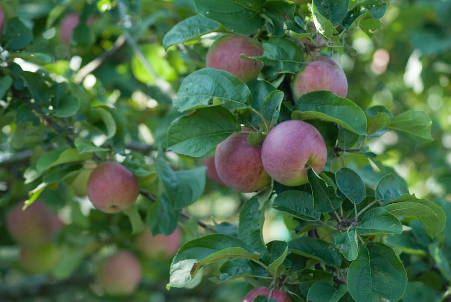 maçãs, verão, grama, fruta, maduro, fresco, outono, jardim, rústico, colheita