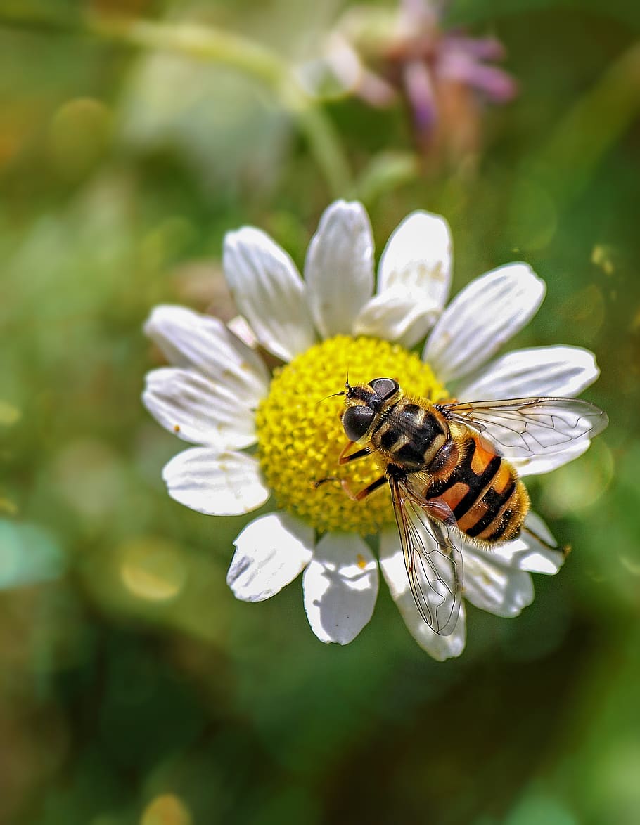 hoverfly, serangga, alam, terbang, bunga, mekar, musim panas, kumbang, sayap, bergaris