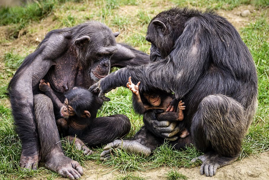 chimps, ape, apes, mothers, dialogue, mimic, mammal, zoo, primates, portrait