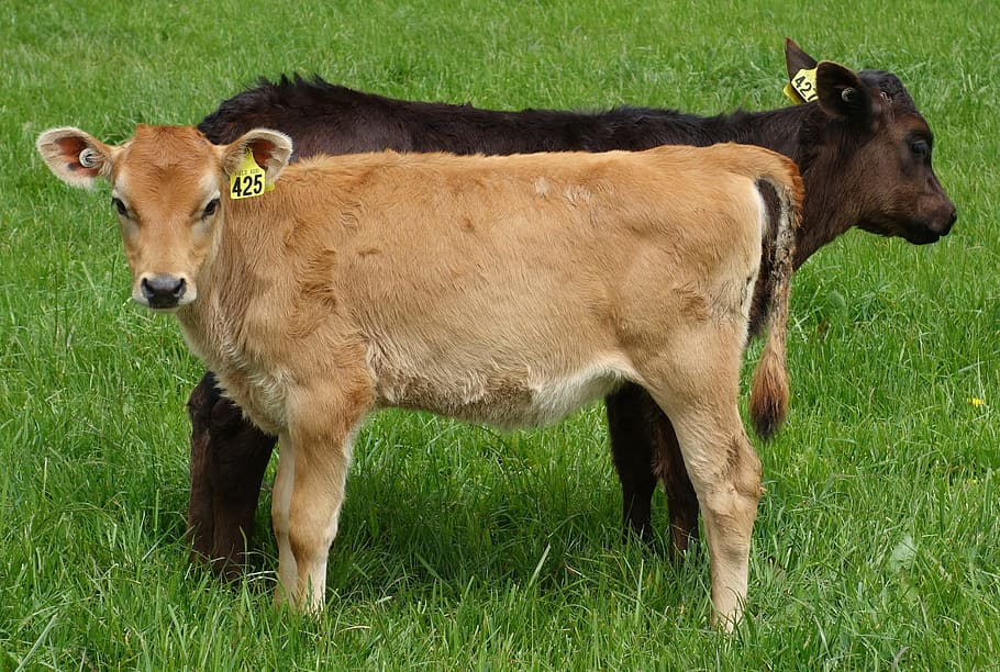 one, fawn, black, calf, paddock, cow, cows, calves, agriculture, farm