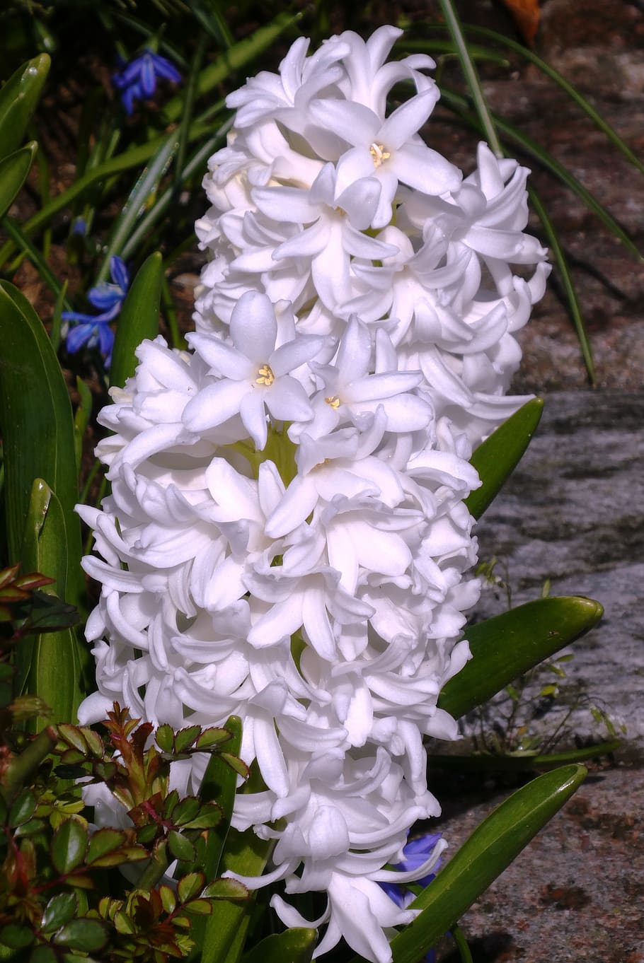 hyacinth, flower, white, spring flower, plant, garden, vegetable, bloom, spring, flower garden