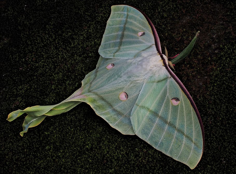 moths, mr luna, green, nature, plant, plant part, leaf, green color, close-up, beauty in nature