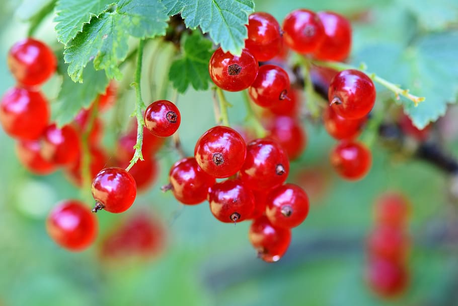 currants, berries, currant, fruits, food, fruit, tasty, red, ripe, sweet
