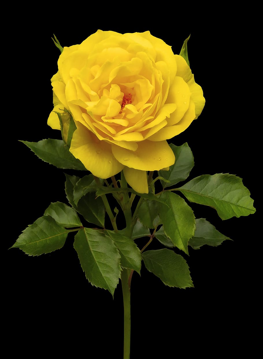 nature, flower, rose, plant, yellow, blossom, bloom, queen, isolated, petals