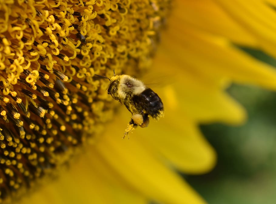шмель, пчела, пыльца, подсолнечник, насекомое, опыление, природа, мед, темы животных, беспозвоночное - Pxfuel