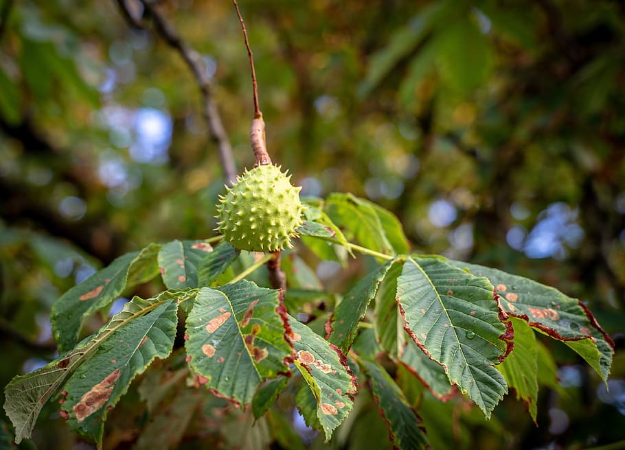 chestnut, chestnut tree, spur, green, growth, leaves, plant, tree, autumn, prickly