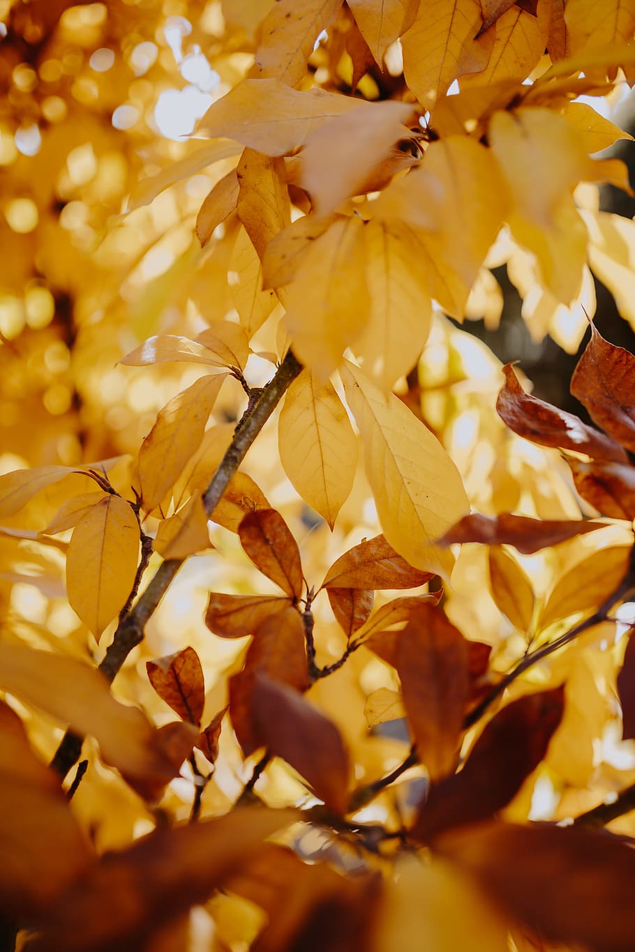 kuning, daun, magnolia, musim gugur, oranye, alam, bagian tanaman, tanaman, close-up, perubahan