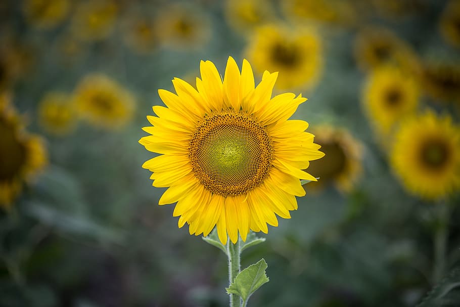 bunga matahari, kuning, daun bunga, bidang, pertanian, taman, alam, tanaman, blur, bunga