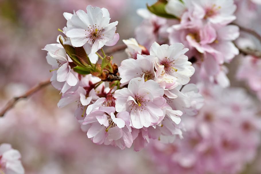 cherry hias, bunga sakura, ranting berbunga, pohon ceri, cabang, mekar, merah muda, musim semi, utusan musim semi, alam