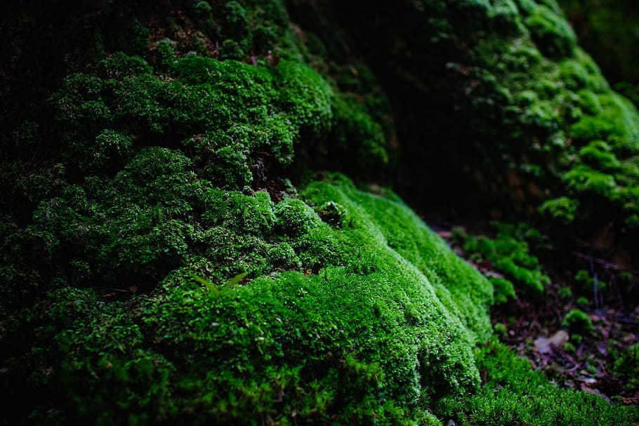 moss, green, natural, stone, forest, vegetation, background, wood, landscape, water