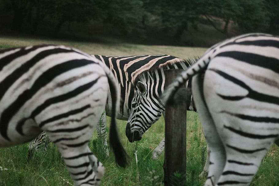 zebra, hewan, margasatwa, alam, luar ruangan, hijau, rumput, lapangan, bergaris garis, mamalia