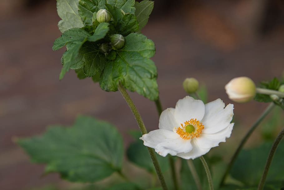 anémona, anémona blanca, flor, blanco, vegetal, floración, flores, jardín,  jardín de flores, verano | Pxfuel