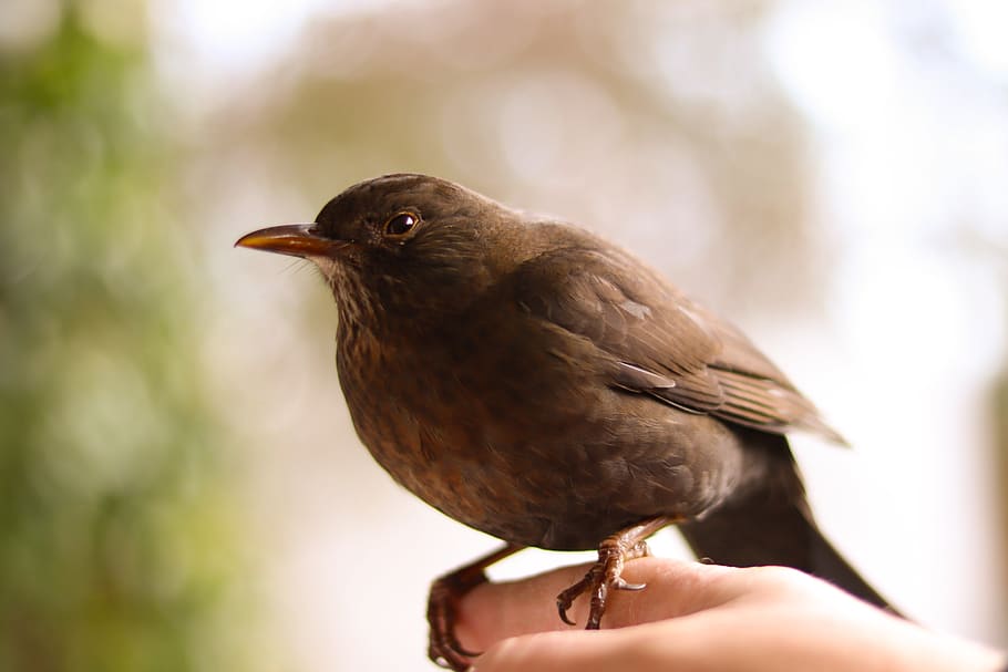 blackbird, nature, bird, brown, human hand, human body part, focus on foreground, hand, vertebrate, one animal