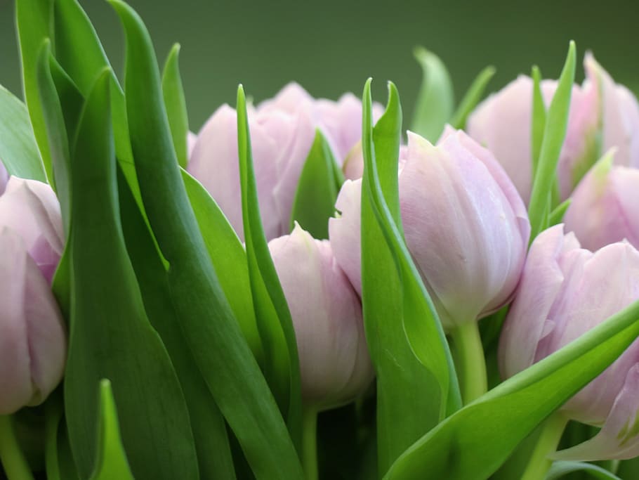 tulipanes, tulipán, rosa, verde, postal, fondo, vacaciones, regalo, 8 de marzo, primavera