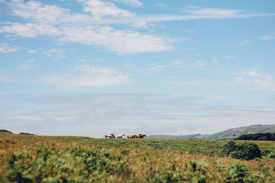 green, grass, herd, animal, horse, highland, landscape, blue, sky, clouds