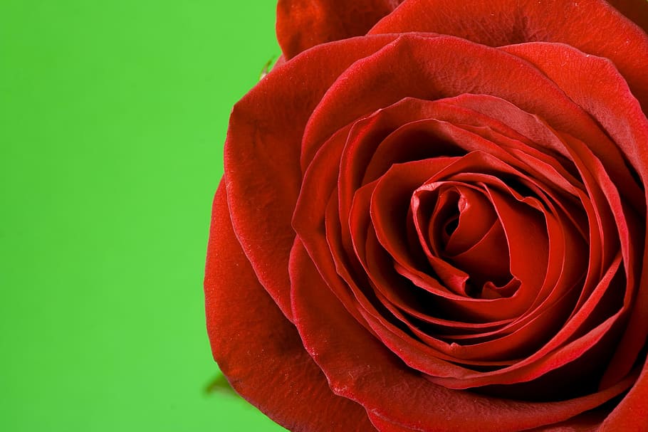 flor, fresco, presente, vermelho, romance, romântico, rosa, espalhados, dia dos namorados, planta
