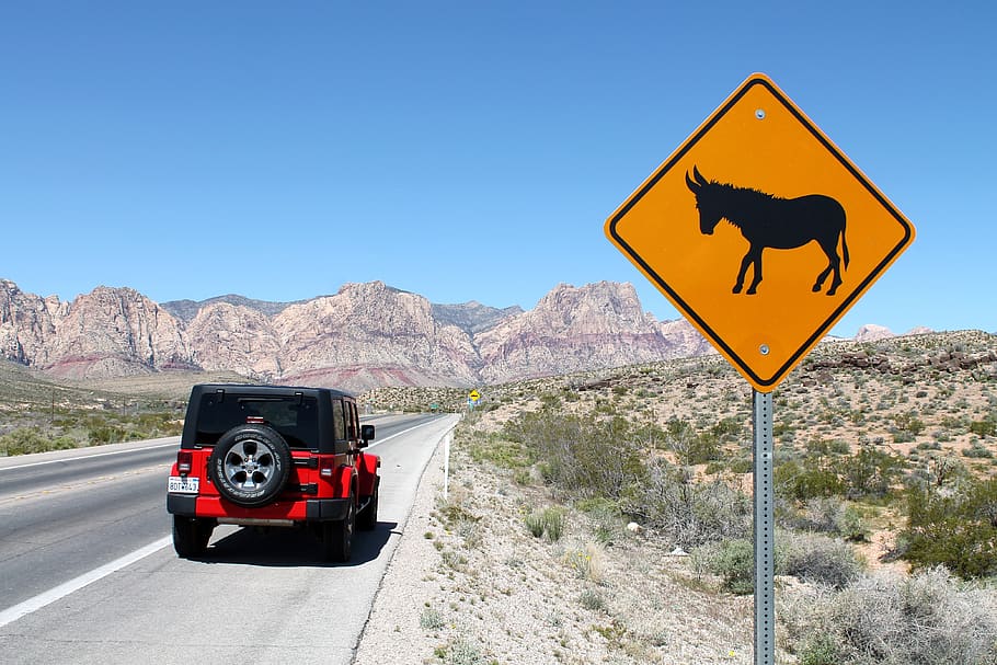 jeep, wrangler, coche, carretera, alerta, burro, salvaje, nevada, transporte, letrero