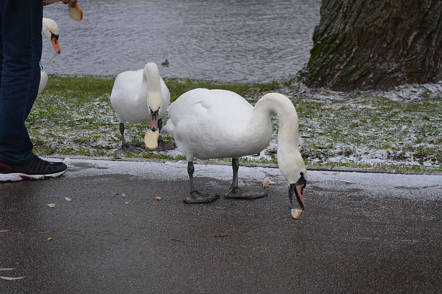 swans feeding, 3 swans, swans being fed, swans feeding a slice of bread, swans in winter, feeding swans, swans at park, bird, animal themes, vertebrate