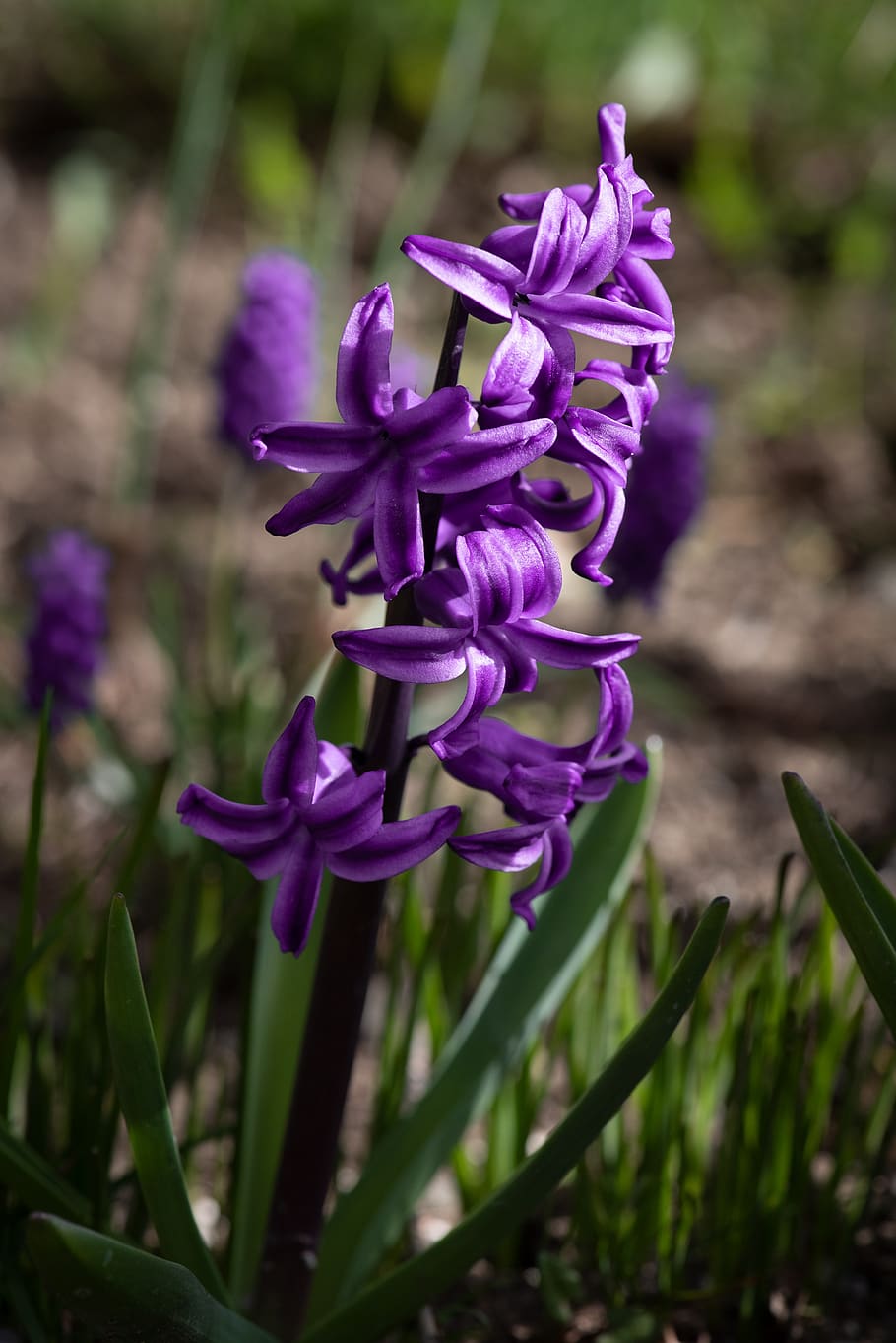 Purple hyacinth. Гиацинт перпл. Гиацинт Пурпл Стар. Гиацинт сиреневый. Пурпурный гиацинт.