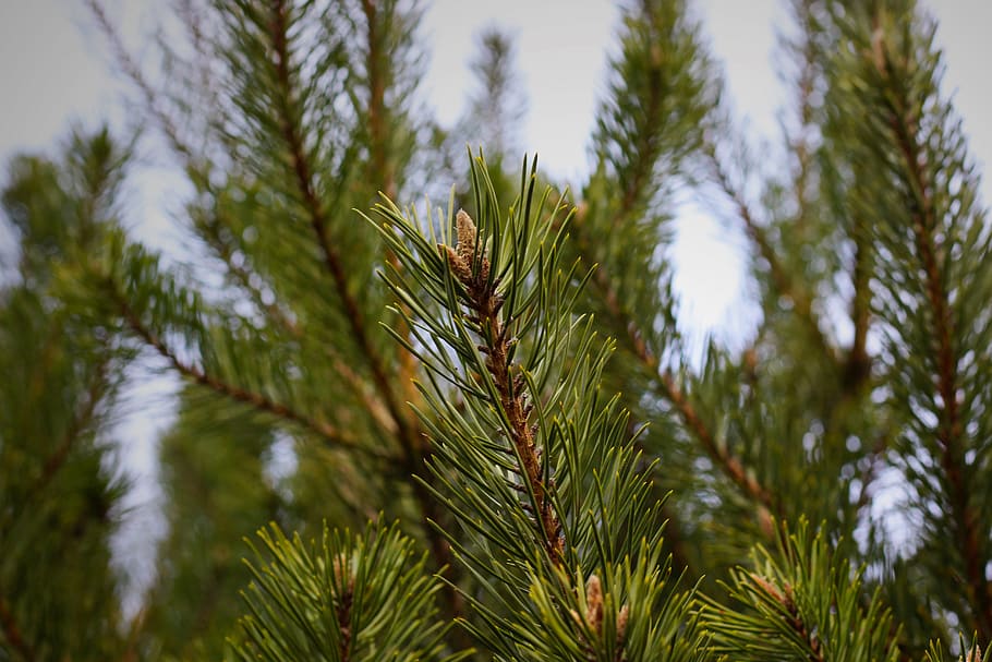 fir tree, pine needles, conifer, branch, green, winter, christmas, cold, great, crown