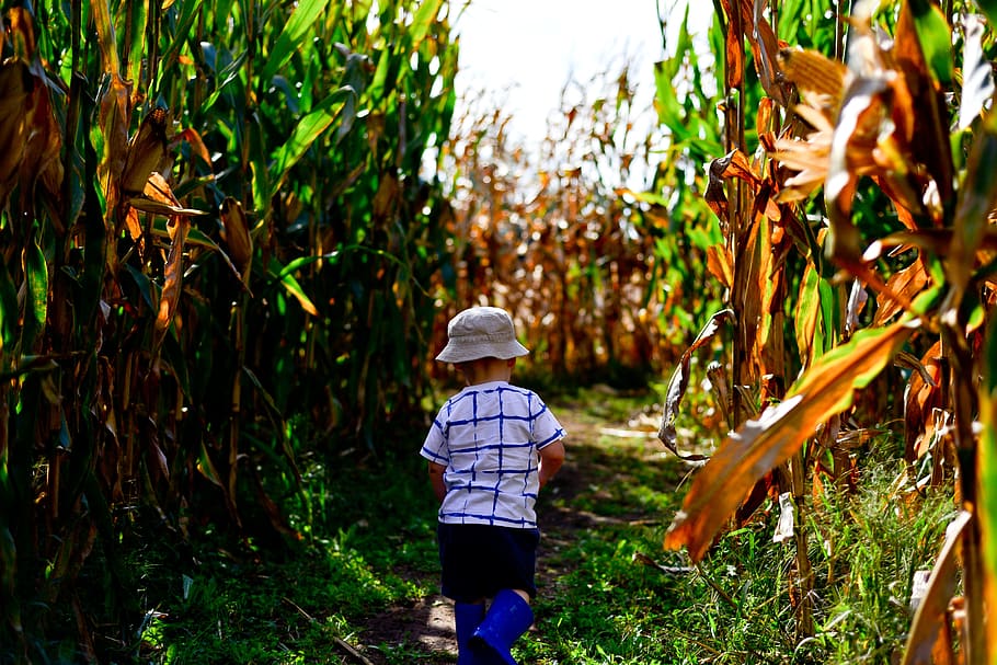 cornfield, maze, nature, sun, corn, sky, field, fields, harvest, kid