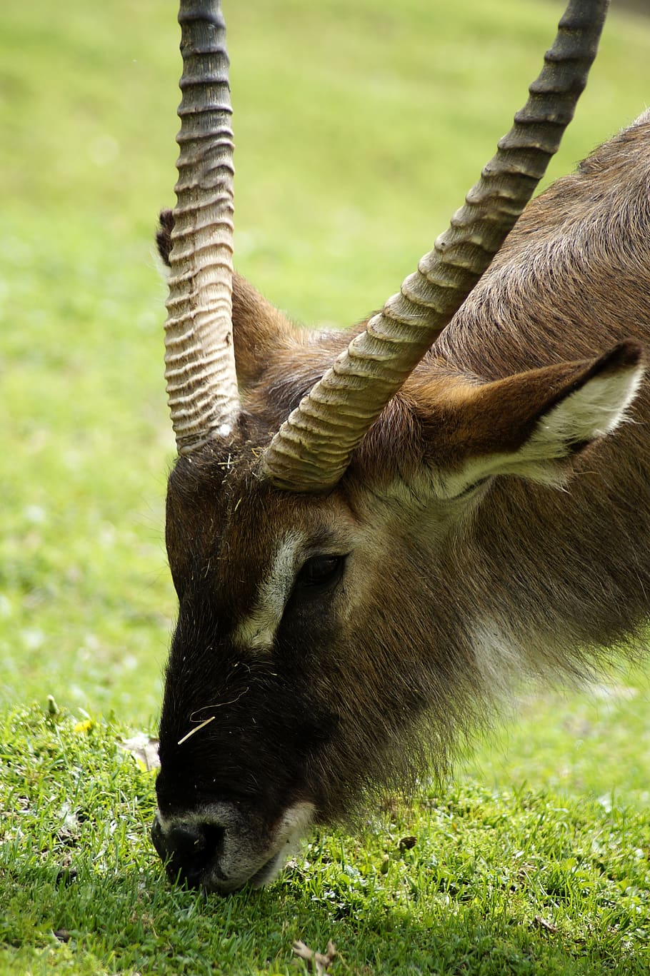 capricorn, animal, horn, goat, mountain, nature, alpine, mammal, pasture, animal themes