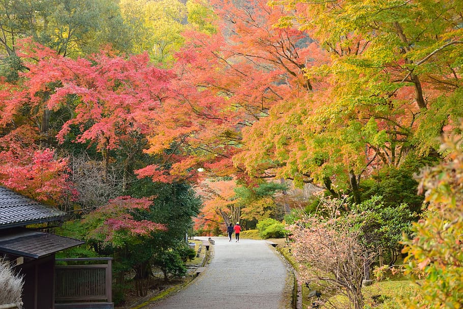 outono, árvore, japão, vermelho, floresta, folhas, outonal, novembro, plantar, mudar