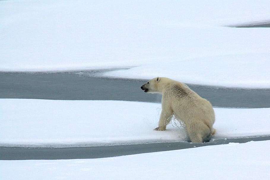 oso, polar, animal, salvaje, naturaleza, blanco, congelado, hielo, nieve, agua