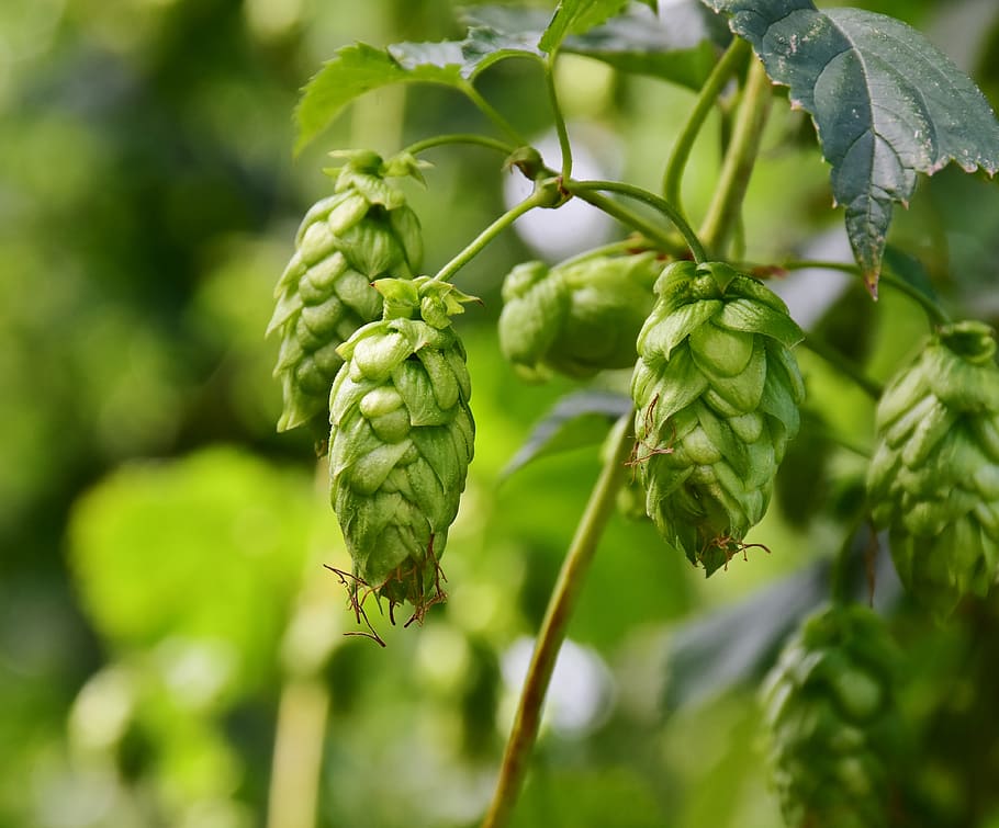 hops, umbel, growth, climber plant, hops fruits, beer brewing, hallertau, plant, green, brew