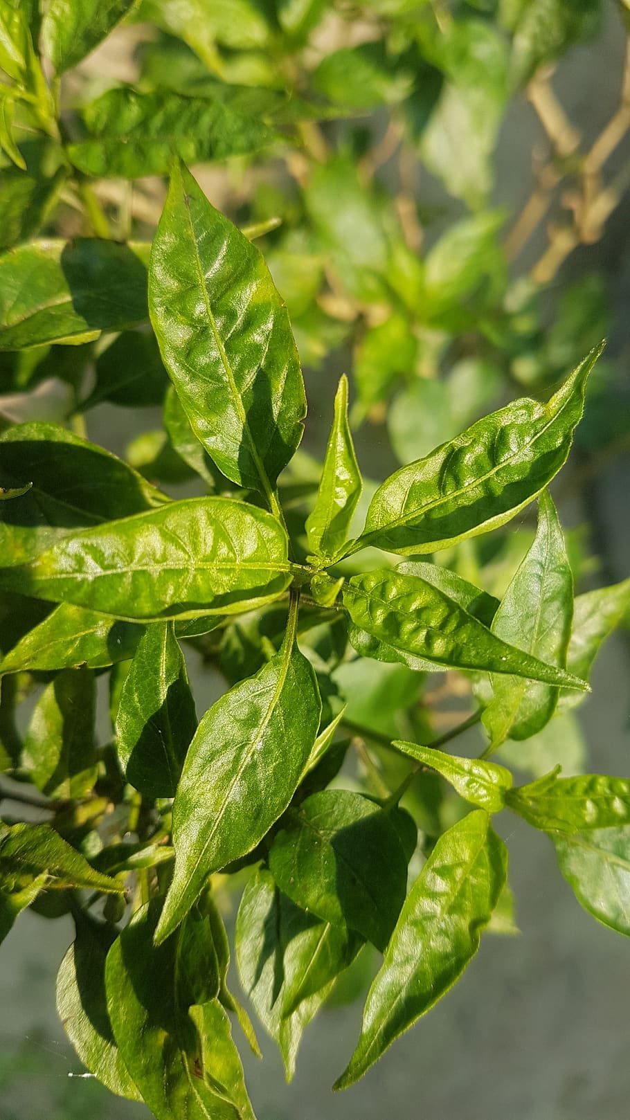 green chilli plant leaf