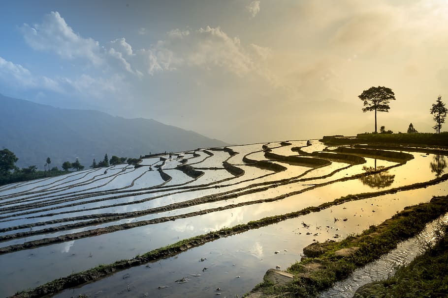 campo de arroz, natureza, paisagem, estação, arroz transplantado, campo, arroz, terraços, pente cego, naturais