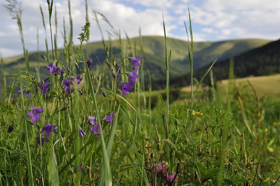 meadow, the carpathians, field, mountains, nature, summer, grass, plant, growth, beauty in nature